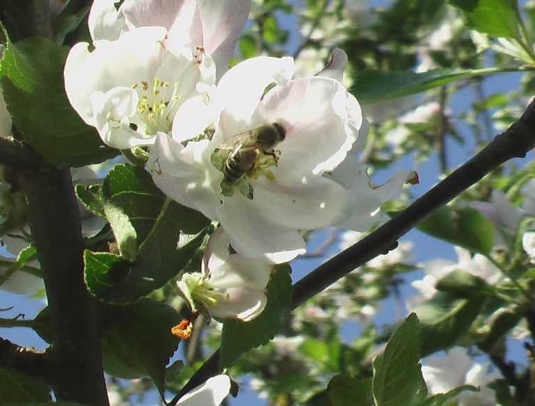 Apfelblüte mit einer Biene auf der Streuobstwiese